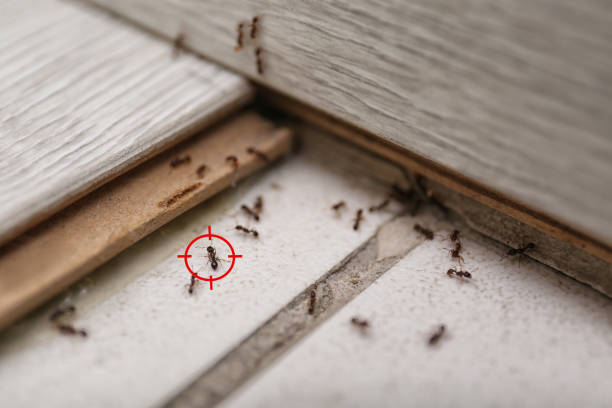 Best Wasp Removal Services  in Friendly, MD