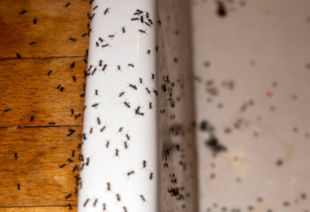 Best Flea Control Services  in Friendly, MD
