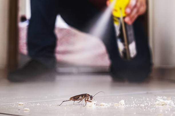 Best Termite Control Services  in Friendly, MD